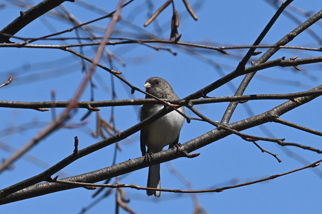 2025-04176307 Broad Meadow Brookl, MA.JPG - Dark-eyed Junco. Broad Meadow Brook Wildlife Sanctuary, MA, 4-17-2025